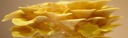 Hliva citrónová PODHUBIE NA KOLÍKOCH mycélium Kód výrobcu plbc