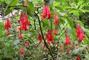 VZÁCNA BOLÍVIJSKÁ FUCHSIA ČERVENÁ 5 SEMIEN Odroda Fuksia boliwijska Czerwona (Fuchsia boliviana RED)