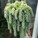 Sedum morganianum ЭФФЕКТИВНЫЕ ПОДВЕСКИ