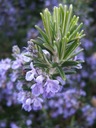 ROZMARÍN LEKÁRSKY ROSMARINUS OFFICINALIS 50 SEMIEN Farba kvetu fialová modrá