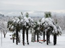 1000 semien Trachycarpus Fortunei mrazuvzdorná Palma vo vašej záhrade do - Značka DobreNasiona.pl