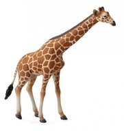 Sieťovaná žirafa