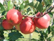 Trpasličí jabloň Jonagold Decosta z kvetináča-NR087AD
