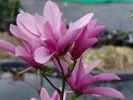 Magnolia ----RANDY--- HIT NA WIOSNĘ NR 950A