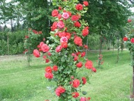 Popínavá ruža ČERVENÁ STUPOVÁ č.-831a