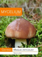 MASLIAK OBYČAJNÝ podhubie lesné huby Mycélium