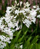 ĽALIA AFRICKÁ BIELA (AGAPANTHUS PRAECOX ALBA) 5 SEMIEN