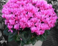 CYKLAMEN RÓŻOWY - NASIONA