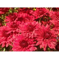 Chryzantema zimująca ' RED '- róża mieczyk trawa