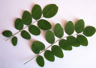 ZIELNIK Liście drzew i krzewów zestaw 20 gatunków - sam wybierasz z listy.