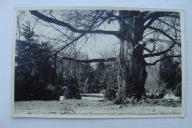 KÓRNIK ARBORETUM FOTO W. BUGAŁA K. JAKUSZ