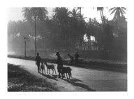 Pocztówka - Batavia / chłopi z kozami / Indonezja, 1920