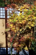 Klon palmowy Nito 20 letni szczepiony drzewko dwu barwny inny