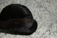 Kapelusz toczek melonik z NOREK norki brąz