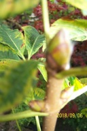 Kasztan szczepiony czerwony płaski ekranowy inny