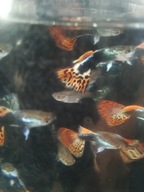 Gupiki (czerwone, żółte, niebieskie, pawie oczka)