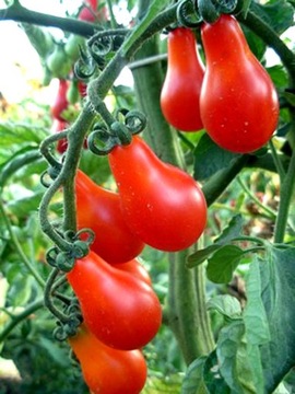 Toraf Seeds Dwarf Молотый томат ДЕНАР средне-ранний 0,5г