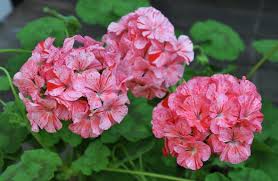 PELARGONIA RABATOWA RASPBERRY NASIONA