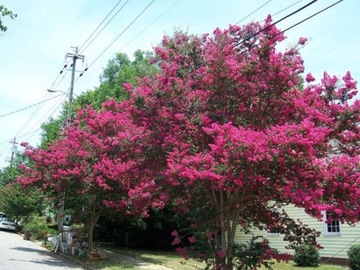 Lagerstroemia długo kwitnące drzewko.