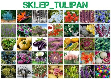 TRAWA ZIELONA KOSTRZEWA SKLEP_TULIPAN.