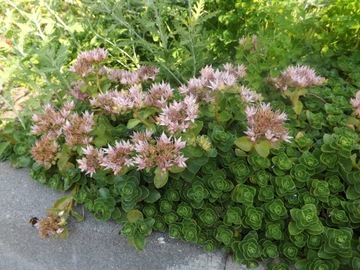 SEDUM - SEDUM КАВКАЗСКИЙ - розовый