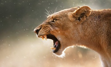 ФОТОобои LIONOSE LION ROAR 12C FXL 208x146 F3615