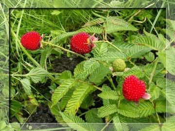 МАЛИНА, КЛУБНИКА, МАЛИНА, НЕУЛОВИМЫЙ, ВКУС МАЛИНЫ, КЛУБНИКА, ПРОИЗВОДИТЕЛЬ СЕМЕНА