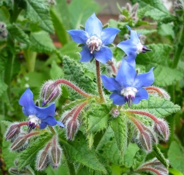 БОРАГО ОФИЦИНАЛИС (BORAGO OFFICINALIS) 50 СЕМЯН