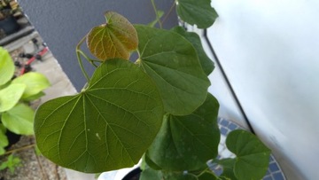 Cercis canadensis – канадский жук-иуда ХИТ!