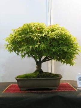 ДЛЯ БОНСАЙ ПАЛЬМЫ КЛЕН ДУМ. ЗЕЛЕНОЛИСТНОЙ (ACER PALMATUM) - 10 СЕМЯН