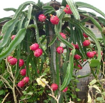 Red Pitaya Cactus, Dragon Fruit, вкусные фрукты в домашних условиях, семена 20 шт.