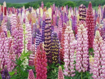 ЛЕТНИЕ ЛЮПИНЫ LUPINUS MUTABILIS МИКС ЦВЕТОВ 30 СЕМЯН