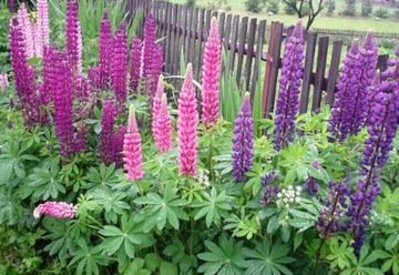 ЛЕТНИЕ ЛЮПИНЫ LUPINUS MUTABILIS МИКС ЦВЕТОВ 30 СЕМЯН