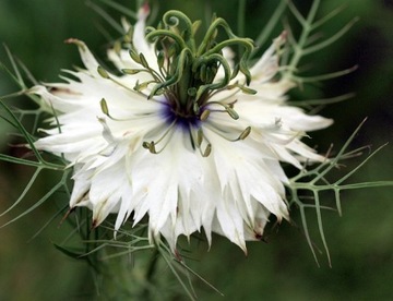 NIGELLA SATIVA NIGELLA 0,5 ГР СЕМЯН