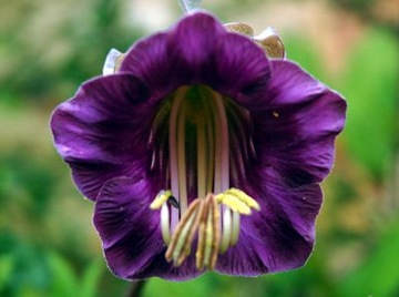 КОБЕЯ ПЛАЗЕТНАЯ ФИОЛЕТОВАЯ (COBAEA SCANDENS) 6 СЕМЯН