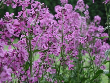 МАЦЕЙКА ПУРПУРНАЯ (MATTHIOLA BICORNIS) ПРИЯТНО ПАХНУЩАЯ 500 СЕМЯН