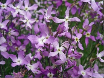 МАЦЕЙКА ПУРПУРНАЯ (MATTHIOLA BICORNIS) ПРИЯТНО ПАХНУЩАЯ 500 СЕМЯН