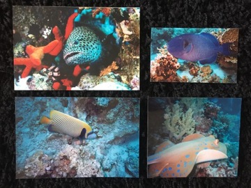 Bumper fishes diving rafa coral 4 pieces, фото