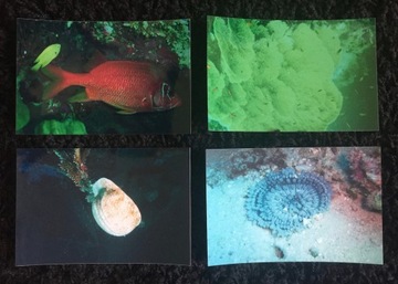 Bumper fishes diving rafa coral 4 pieces, фото