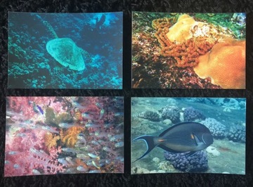 Bumper fishes diving rafa coral 4 pieces, фото