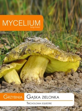 Mycelium mushrooms forest goose green, фото