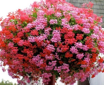 PELARGONIA BLUSZCZOLISTNA DO BALKONÓW I TARASÓW