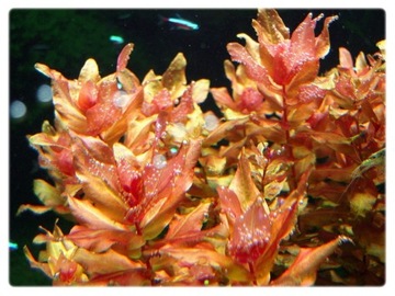 58. Ротала макрандра GREAT in vitro 5 сеянцев.