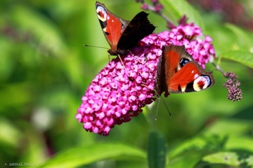 DAVID'S BUTTERFLY BUDDLEY BUS, МИКС ЦВЕТОВ, семена