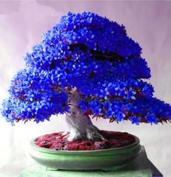 AZALIA NIEBIESKA BONSAI - nasiona