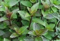 W54 Mięta pieprzowa 'Chocolate' (Mentha piperita)