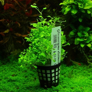 Glossostigma Elatinoides, na trawnik XXL