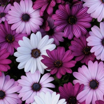 OSTEOSPERMUM stokrotka afrykańska mix kolorów nasiona