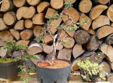 Euro-Akadama ziemia do bonsai 20 Kg/40L - 5-12 mm