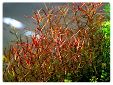 45. Ludwigia Arcuata WĄSKOLISTNA in vitro 15szt